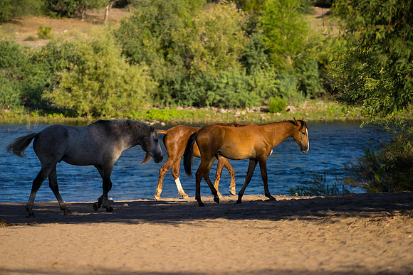 Salt River Wild Horses-488