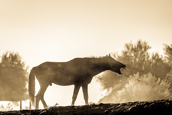 Salt River Wild Horses-263