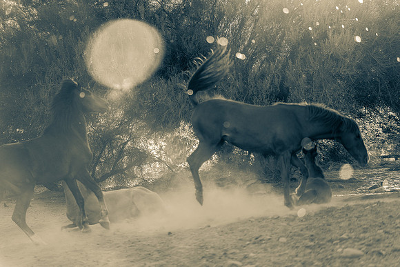 Salt River Wild Horses-211