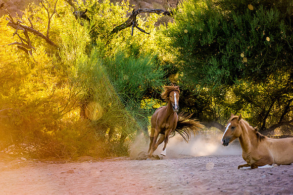 Salt River Wild Horses-234